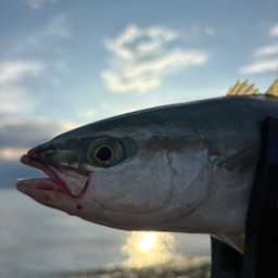 ワカシ