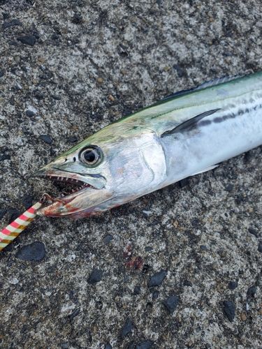 サゴシの釣果