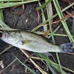 ラージマウスバス