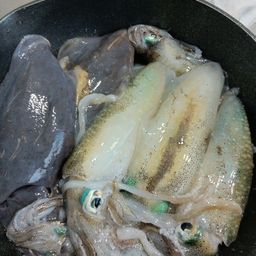 アオリイカ
