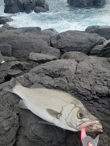 加部島