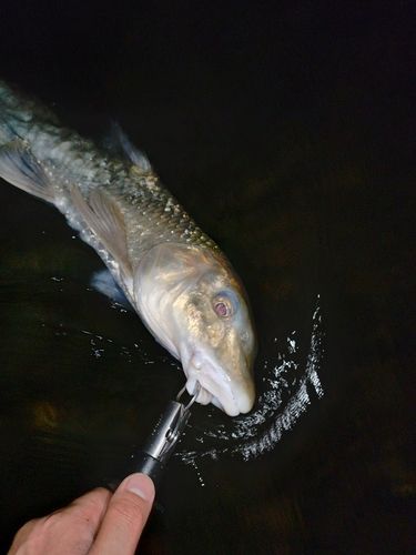 ニゴイの釣果