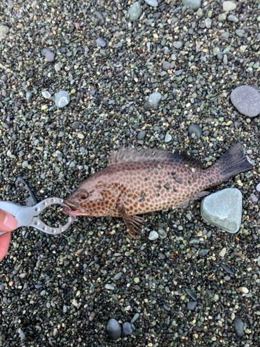 オオモンハタの釣果