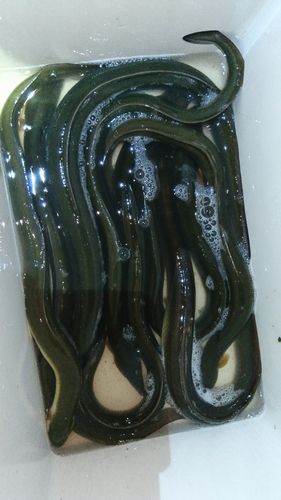 ウナギの釣果