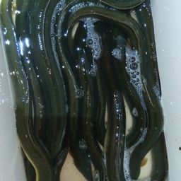 ウナギ