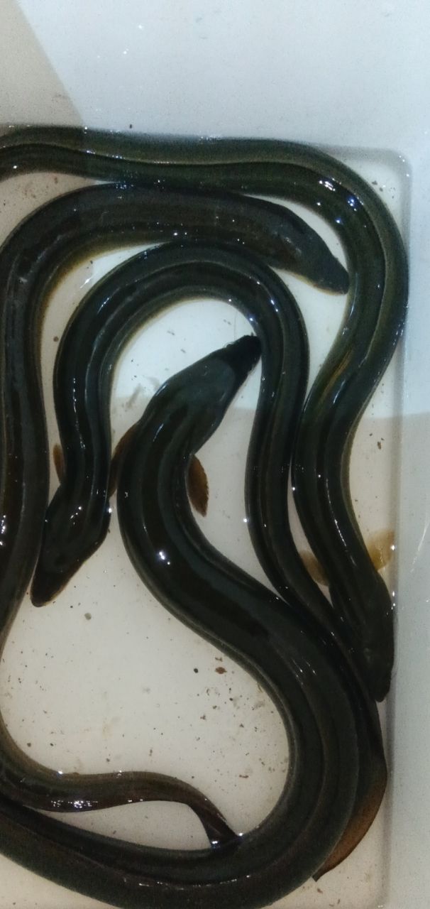 ウナギ