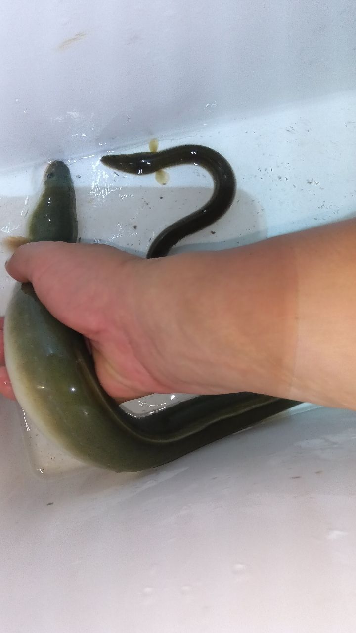 ウナギ
