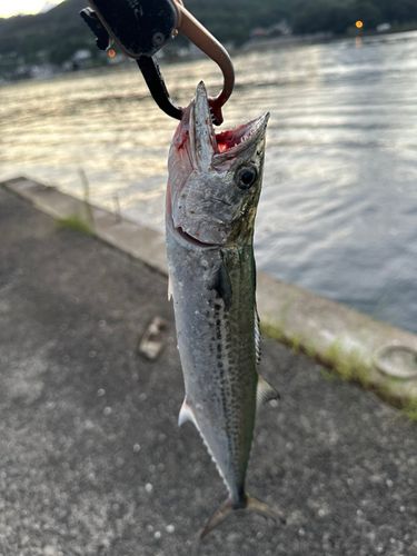 サゴシの釣果
