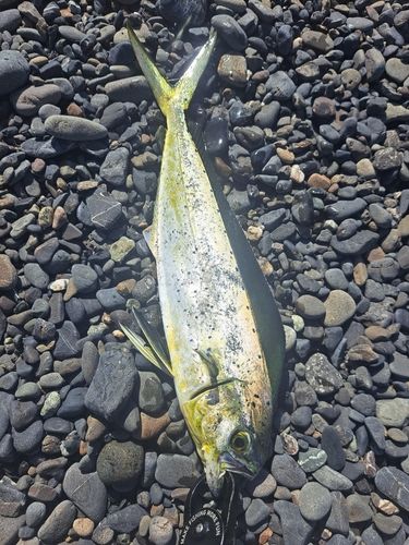 シイラの釣果