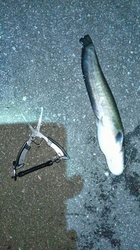 ニホンナマズの釣果