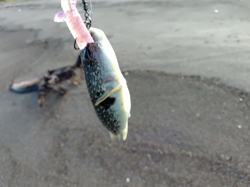 フグの釣果