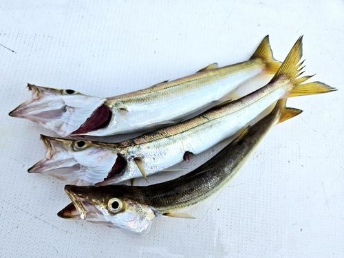 カマスの釣果
