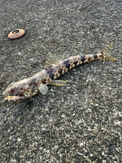 ミナミアカエソの釣果