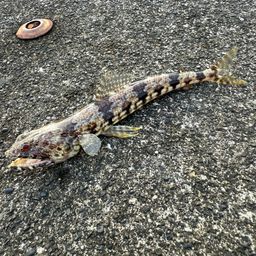 ミナミアカエソ