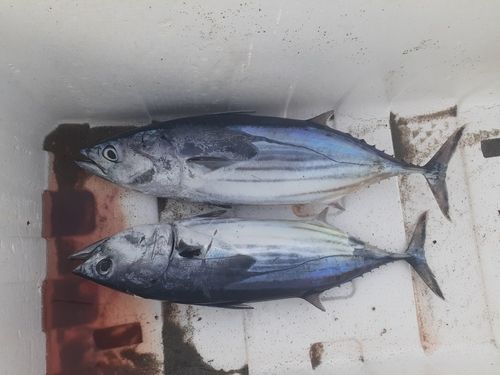 釣果