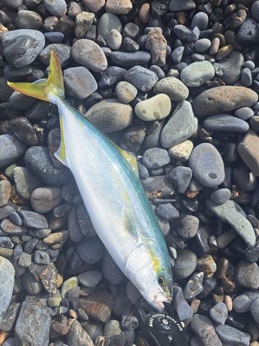 ワカシの釣果