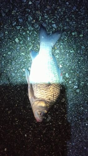 ヘラブナの釣果