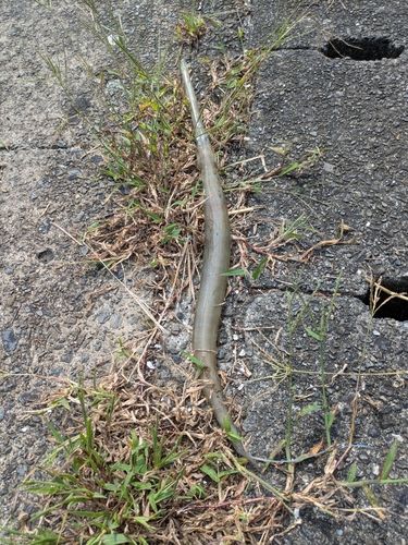 ヤガラの釣果