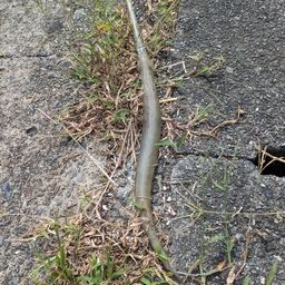 ヤガラ