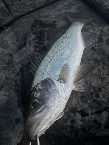 ヒラスズキの釣果