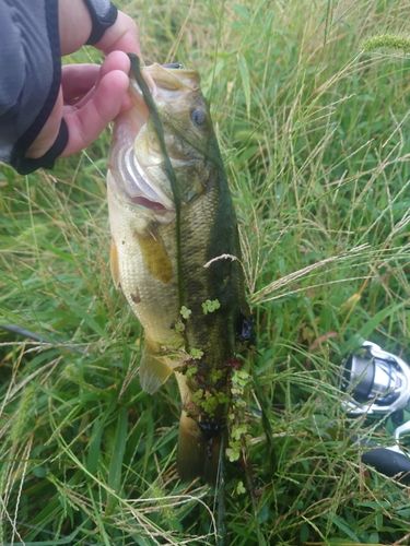 ラージマウスバスの釣果