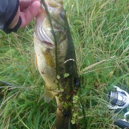 ラージマウスバス