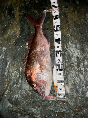 タイの釣果