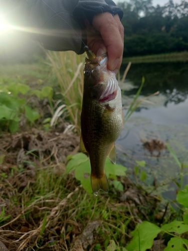 ラージマウスバスの釣果