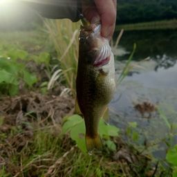 ラージマウスバス