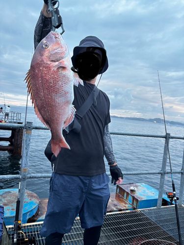 マダイの釣果
