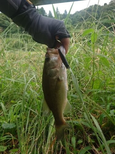 ラージマウスバスの釣果