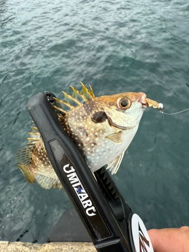 アイゴの釣果
