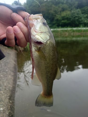 ラージマウスバスの釣果