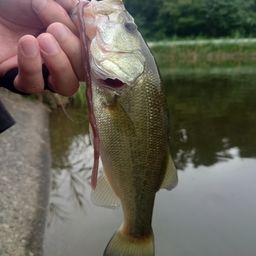 ラージマウスバス