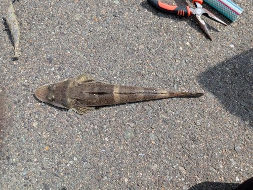 ワニゴチの釣果