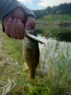 ラージマウスバスの釣果
