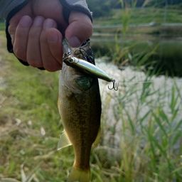 ラージマウスバス