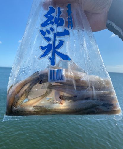 キスの釣果