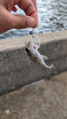 セイゴ（マルスズキ）の釣果