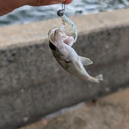 セイゴ（マルスズキ）