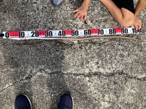 ウミヘビの釣果