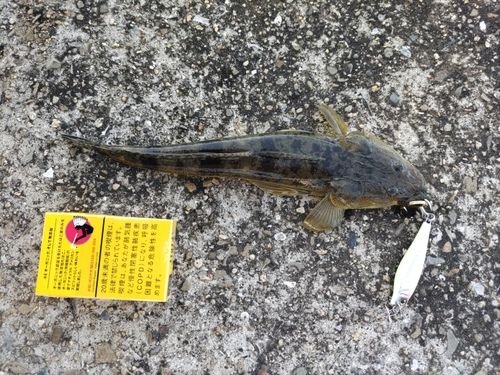 コチの釣果