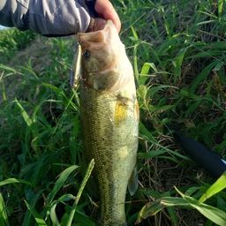 ラージマウスバス