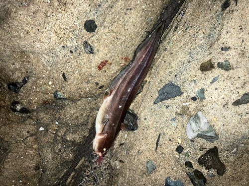 ゴンズイの釣果