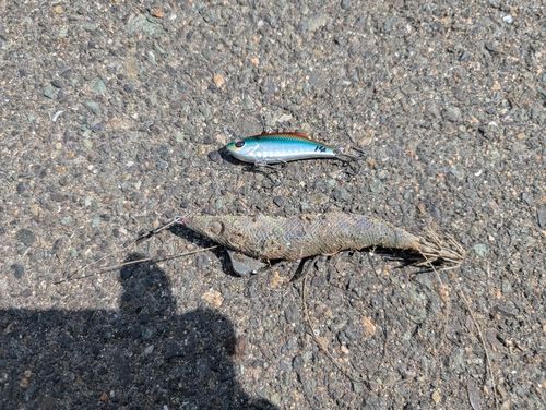 ワニゴチの釣果