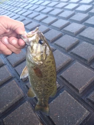スモールマウスバスの釣果