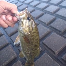 スモールマウスバス