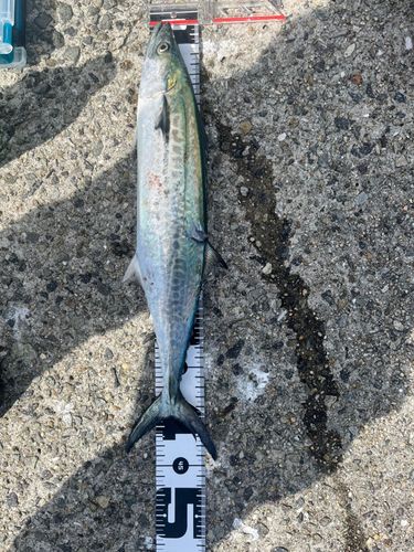 サゴシの釣果