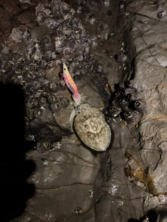 コウイカの釣果