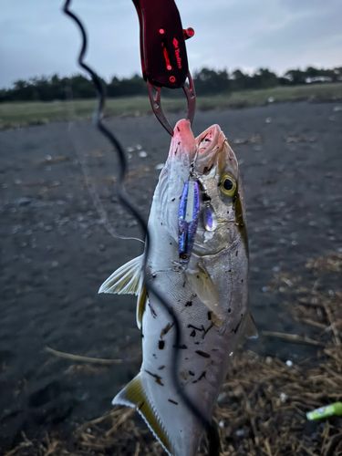 ショゴの釣果